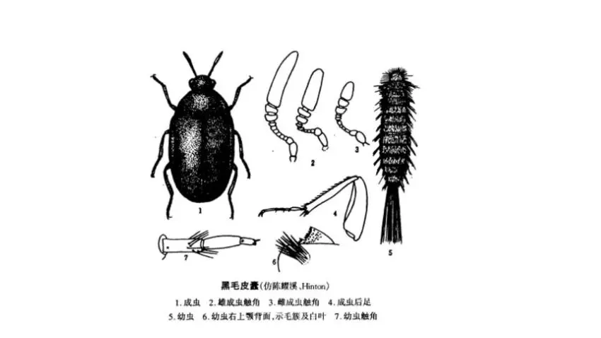 家里總出現(xiàn)這種黑色硬殼小蟲子，為什么？