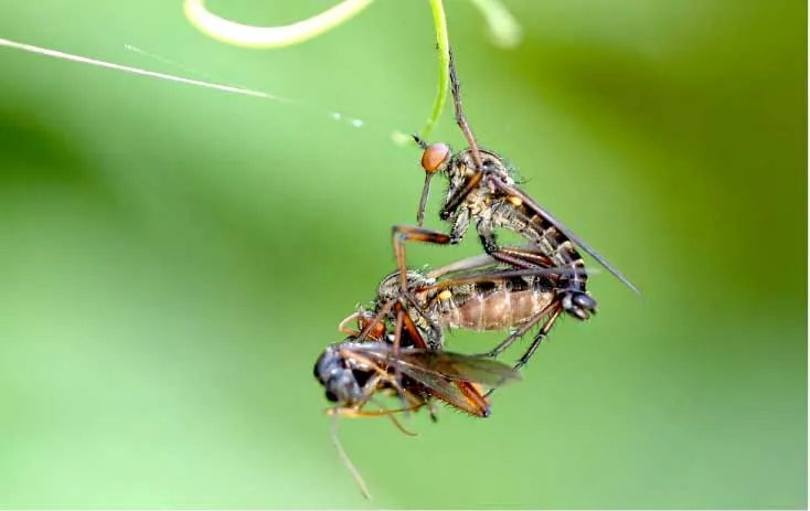 看著像個(gè)大蒼蠅，其實(shí)不是大蒼蠅，空戰(zhàn)之王食蟲虻