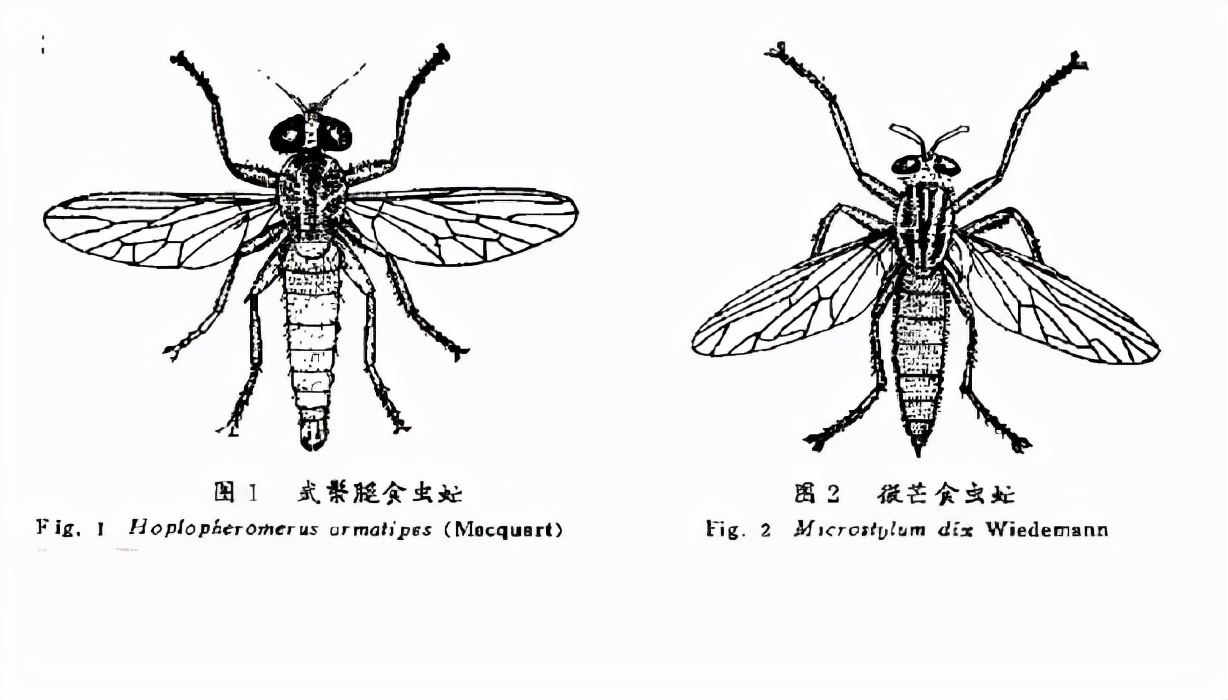 看著像個(gè)大蒼蠅，其實(shí)不是大蒼蠅，空戰(zhàn)之王食蟲虻