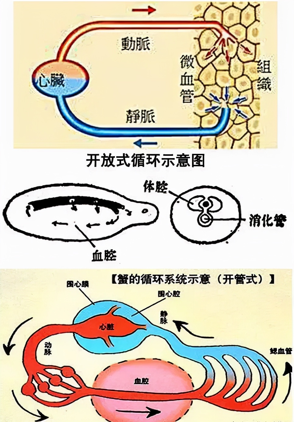 你根本殺不死蟑螂？