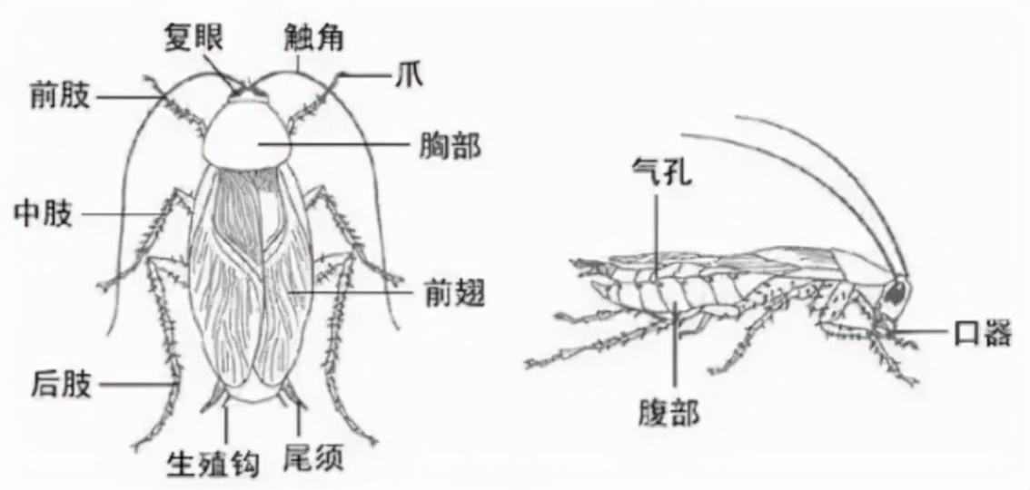 你根本殺不死蟑螂？