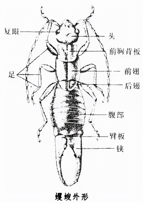 衛(wèi)生間“耳蟲”是從哪來的？怎么將它們徹底消滅？