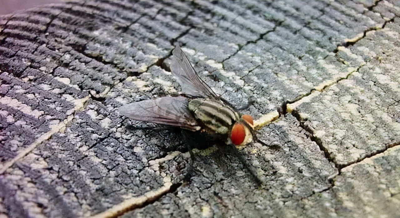 冬天停止了活動(dòng)的蒼蠅都去哪了？原來(lái)它們也能度過(guò)寒冷的冬天